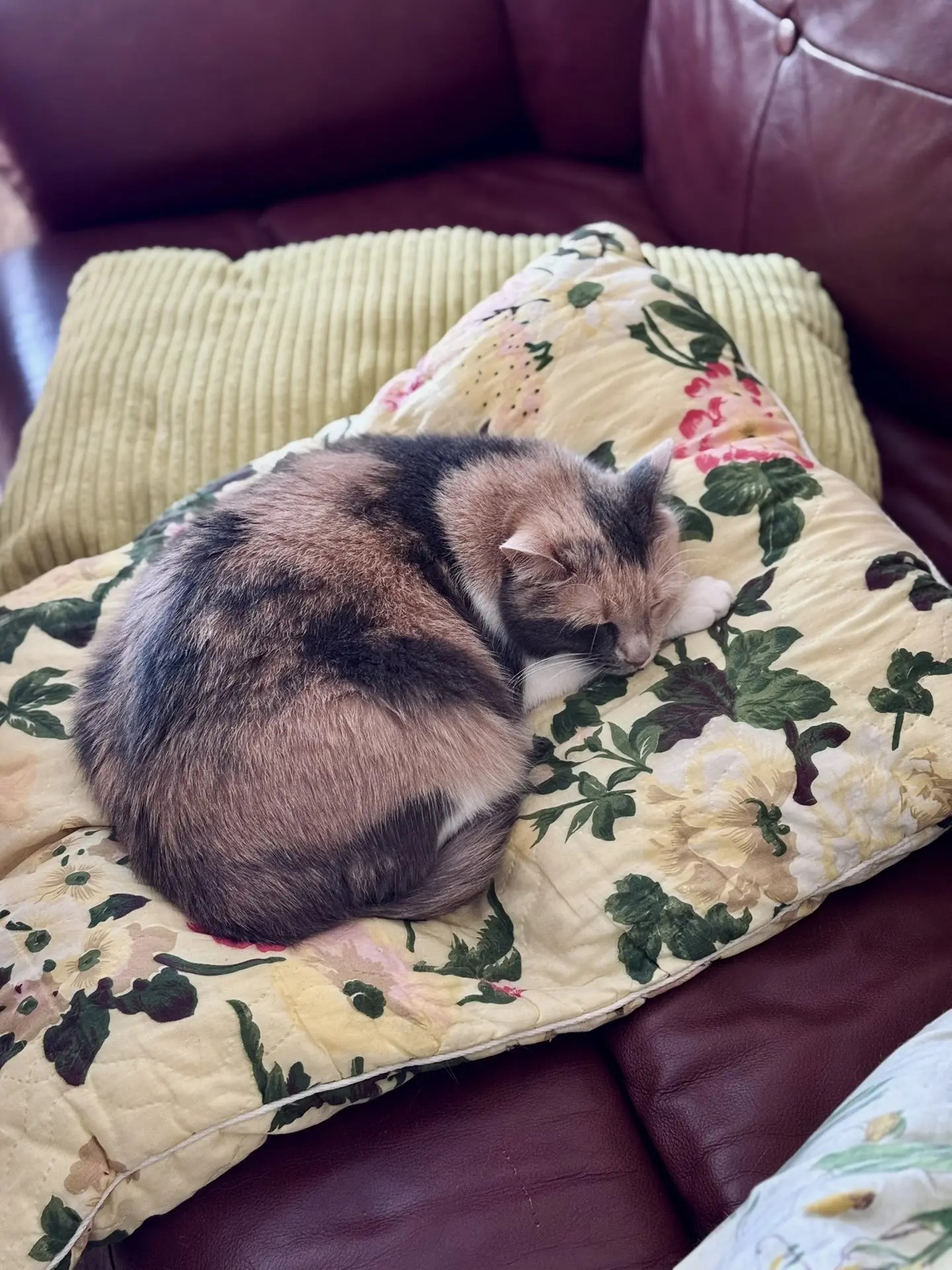 Кот спит клубочком