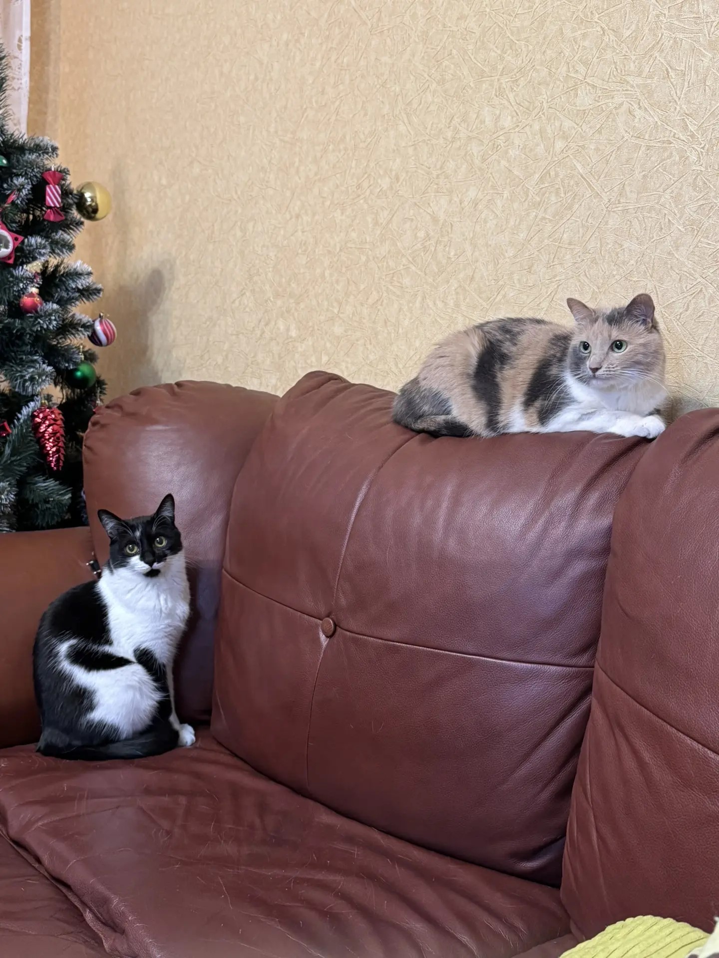 Коты на диване