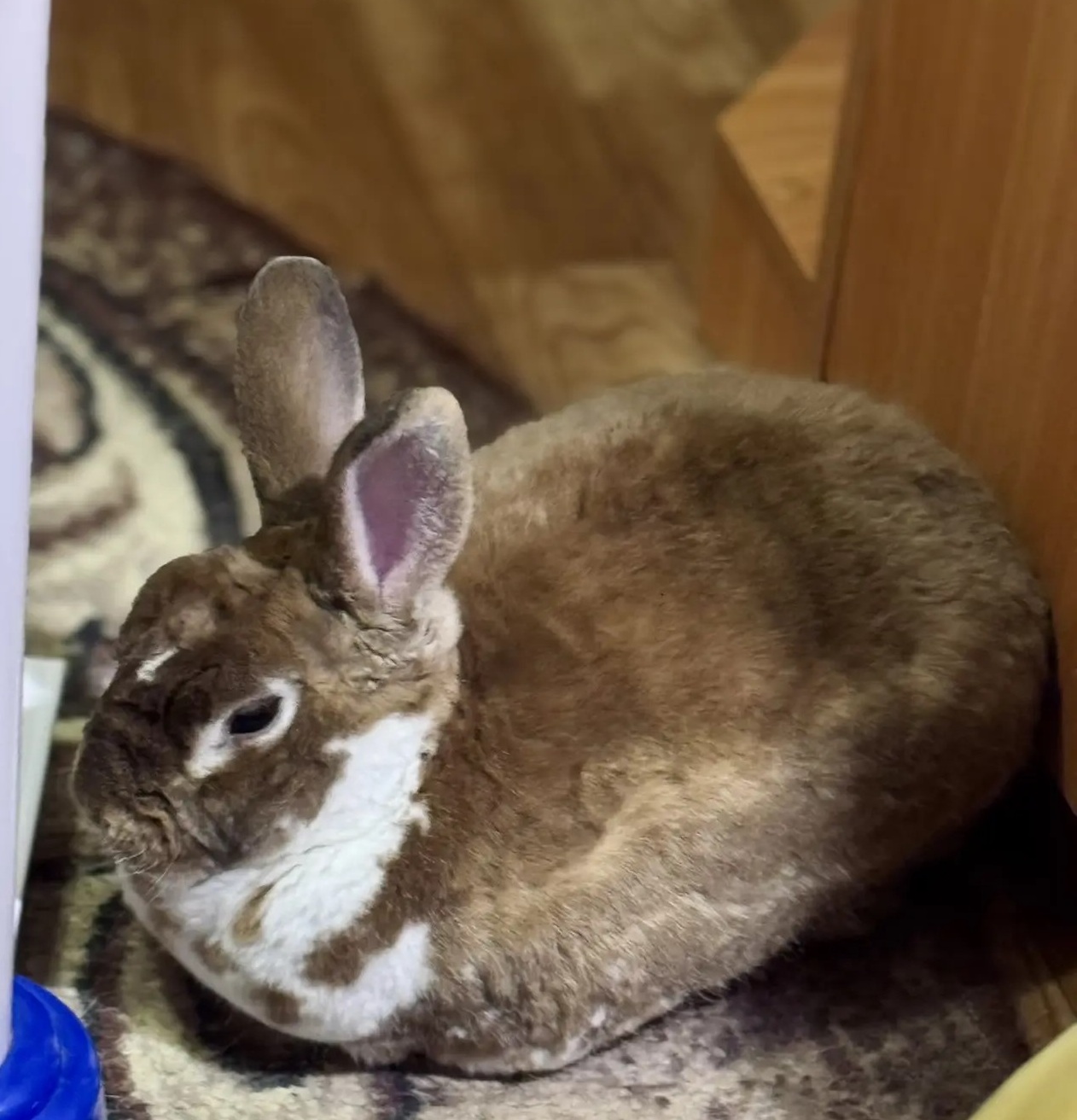 Нашел уютный уголок в новом доме