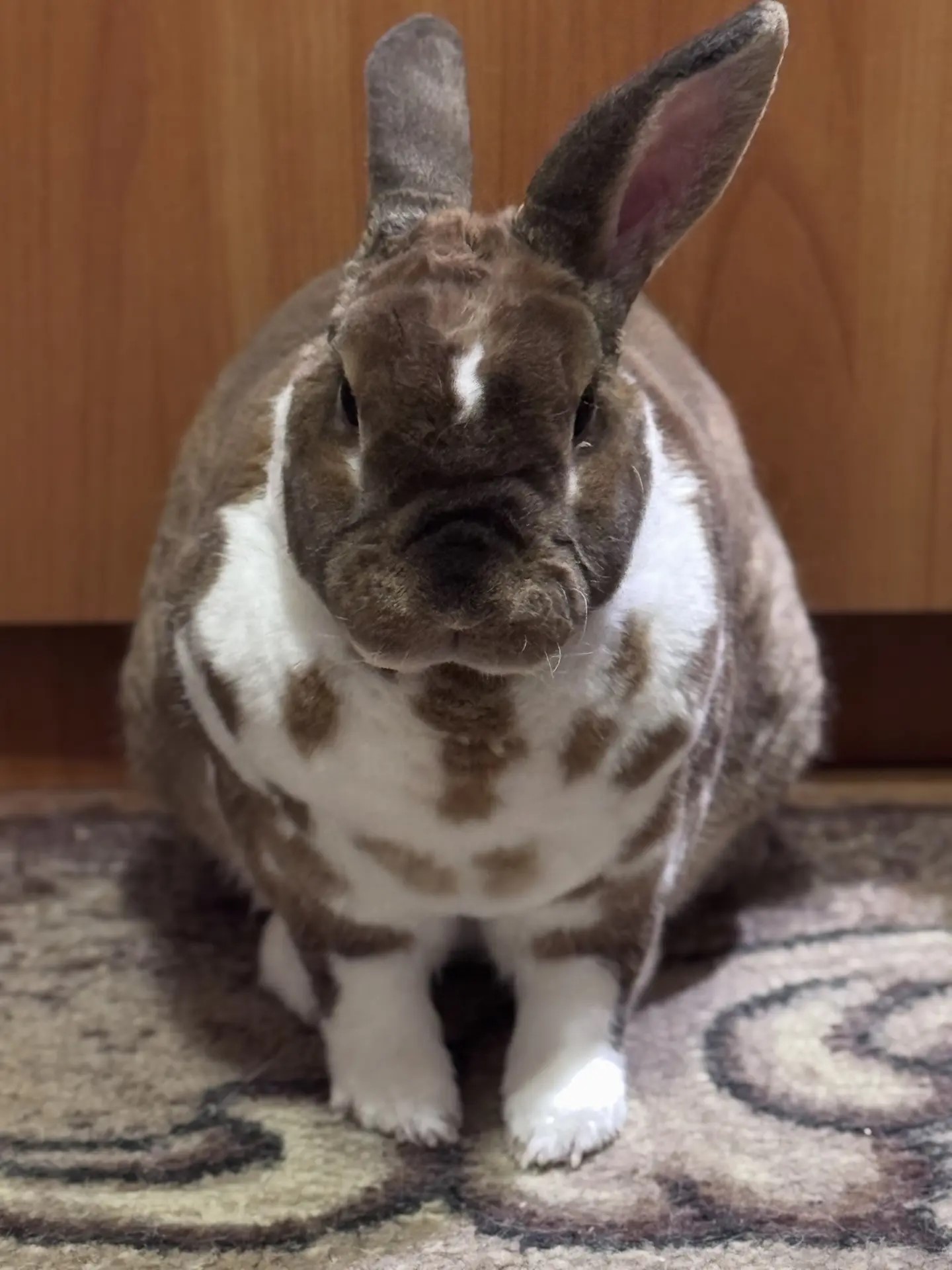 С видом нового хозяина дома
