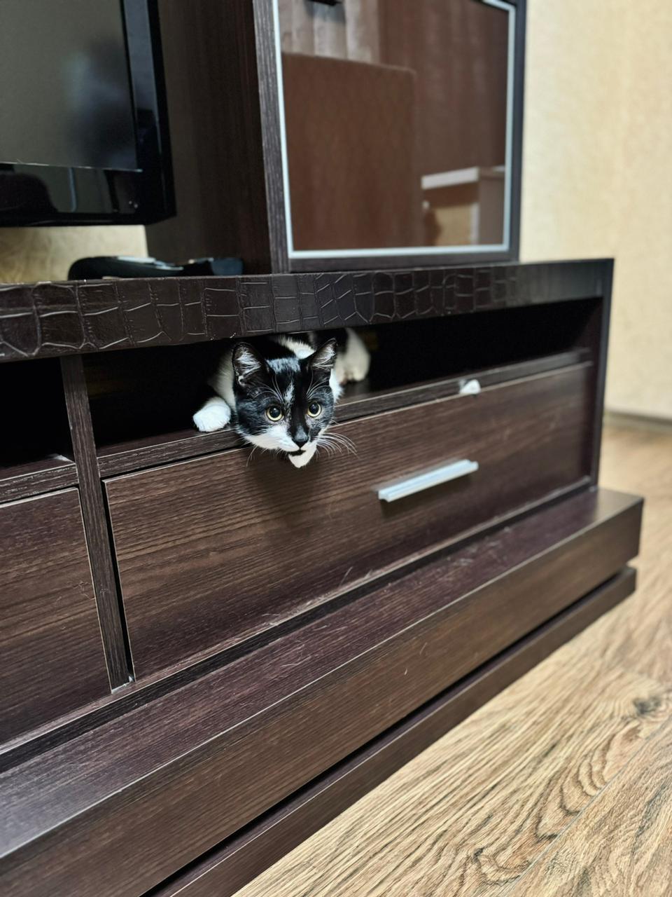 Шкодливый кот